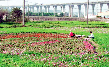 通霄花海稀疏 遊客抱怨騙很大(圖)