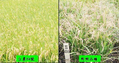 台灣稻米產業注入新活力  新品種台農84號(圖)