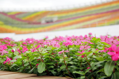 花博嘉義市活動周13日起買票半價(圖)