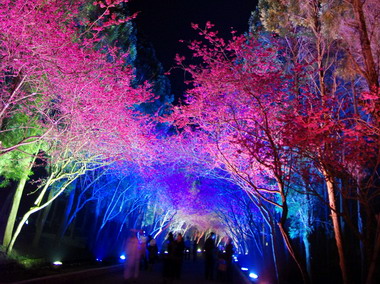 九族櫻花 日夜不同美麗景色(圖)