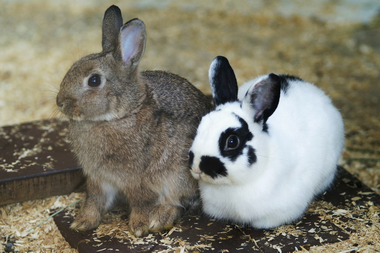 動物園「百」兔年迎春系列活動(圖)