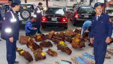 信義警分局查獲盜伐牛樟木(圖)