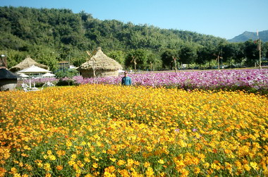 集集波斯菊盛開美不勝收(圖)