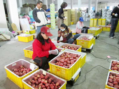 蓮霧外銷搶手枋寮農會忙翻天(圖)