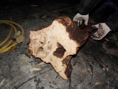 頭份警分局查獲改造獵槍及竊盜牛樟(圖)