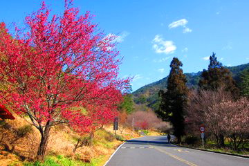 武陵櫻花綻放的美景2月中下旬綻放(圖)