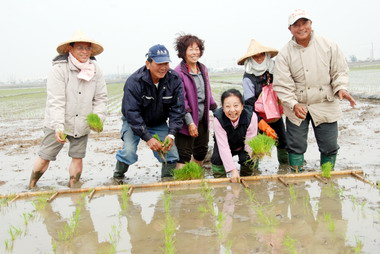 張花冠領隊下田插秧體驗農民辛苦(圖)
