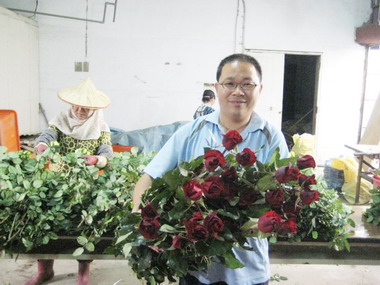 情人節近玫瑰價俏(圖)