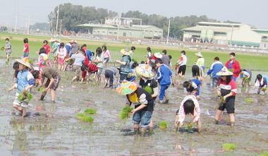 嘉縣溪口國小捲起褲管下田插秧(圖)