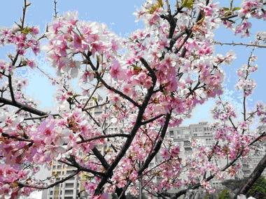 新北市再添賞櫻新去處(圖)