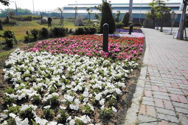 加工區高雄園區花壇錦簇形成花海(圖)
