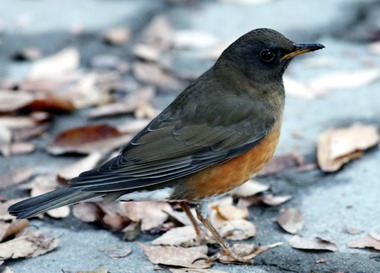 特生中心辦活動讓民眾認識台灣野生動物(圖)