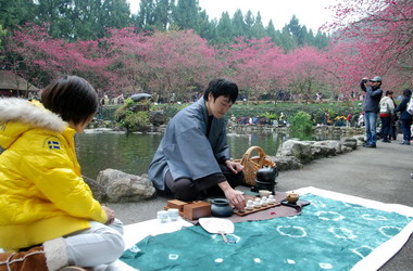 「櫻花紅˙茶會」櫻花與茶的對話(圖)