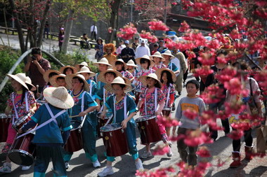 信義鄉草坪頭觀光茶園櫻花季森巴鼓演出(圖)