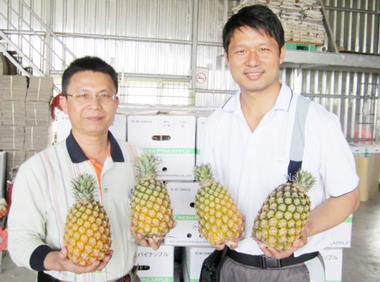 屏東鳳梨外銷夯「錢途」看漲(圖)