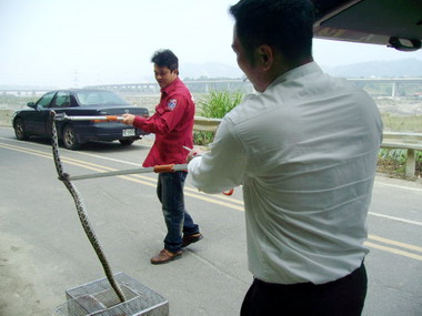 雙冬消防分隊捕捉大錦蛇(圖)