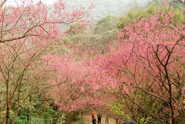 賞櫻正對時 土城太極嶺落櫻繽紛(圖)