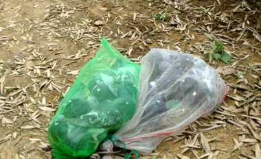 職業網鴿手  賊跡敗露(圖)