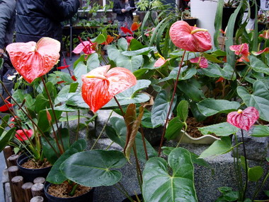 科博館植物園推出《火鶴花特展》(圖)