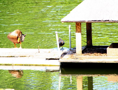 集集特有中心生態池成為綠頭鴨水上天堂(圖)