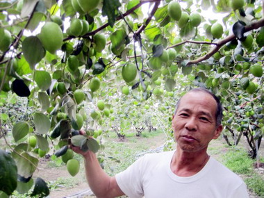 屏東金桃棗上市搶盡蜜棗風光(圖)
