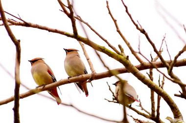 罕見迷鳥『朱連雀』  現身雪霸管理處(圖)