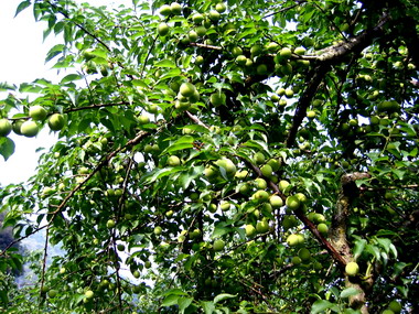 農糧署竿採梅園停採措施四月評估後啟動(圖)