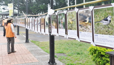 彰縣鷹揚八卦賞鷹活動今熱鬧登場(圖)