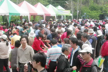 南投梅子節今熱鬧展開(圖)