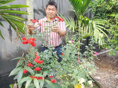 屏東內埔研發切接單株多色玫瑰(圖)