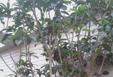 桂花15年不開花主人：種到公的(圖)