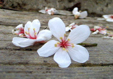 新竹縣賞桐必看景點(圖)