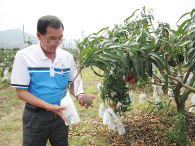 屏東愛文芒果漸入產期(圖)