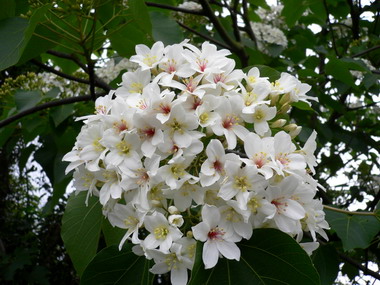 2011桐舞南投今天在鳳天宮登場(圖)