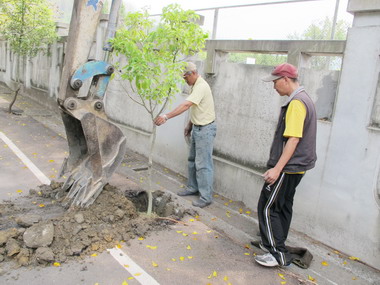 集集種樟樹景觀添綠意(圖)