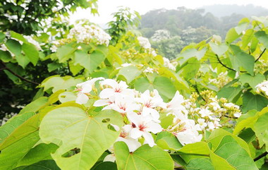 新北市桐花節今登場(圖)