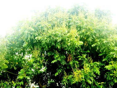 草屯監測黑角舞蛾蟲卵陸續孵化 果農要注意(圖)