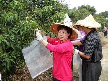 認養荔枝民眾 親自體驗荔枝套袋之樂(圖)