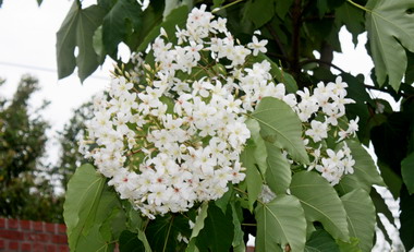 桐花婚禮登場 百對佳偶花樹下互許終身(圖)