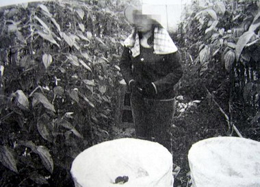 草屯警方查獲雇主剝削外籍勞工函送法辦(圖)