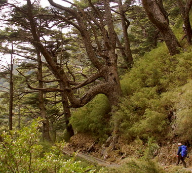 玉山十大名樹之一玉山卜派(圖)