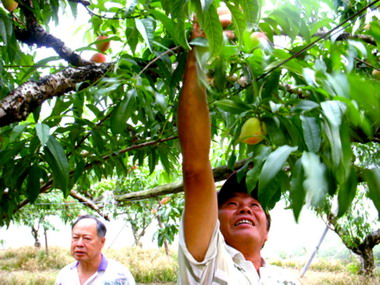 名間鄉蜜桃正熟 母親節暢遊桃花園(圖)