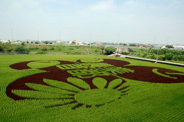 雲林欣賞藝術彩繪的稻田正是時候(圖)