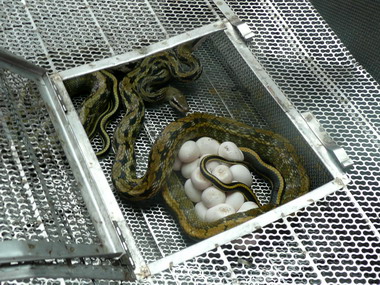 埔里消防隊兩天捕獲四條正在交配的大蛇(圖)