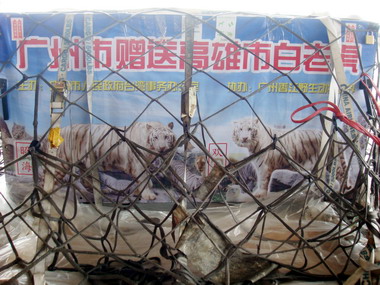 高雄關稅局協助保育類白老虎通關(圖)