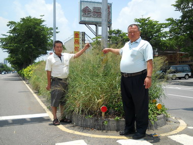 大里區大峰路上的分隔島雜草叢生(圖)