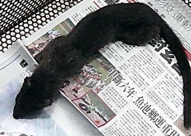 民眾送黑貂交埔里消防隊處理(圖)