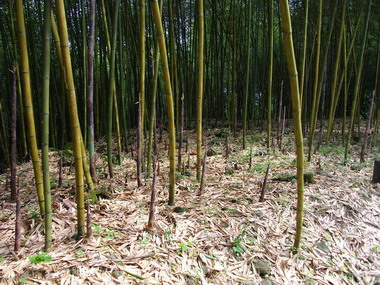 雲林縣樟湖警所成立桂竹筍守護天使(圖)