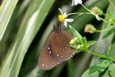 賞蝶何處去 到塔塔加鞍部賞蝶去(圖)