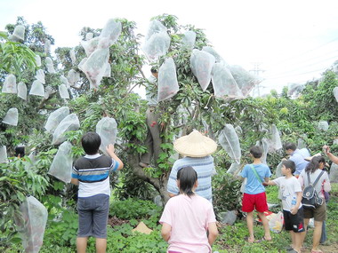 套袋荔枝防蟲害健康又安全(圖)